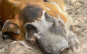 Red River Hog Wallpapers Full HD 78225