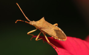 Squash Bug Background Wallpapers 79878