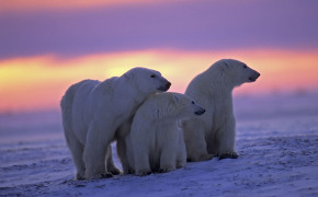 Polar Bear Wallpaper 2560x1600 81419