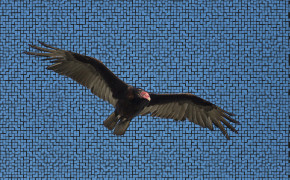 Turkey Vulture High Definition Wallpaper 80899
