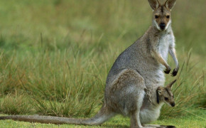 Wallaby Background Wallpapers 75898