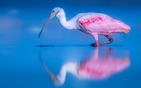 Spoonbill Background HD Wallpapers 79843