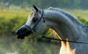 Arabian Horse Best Wallpaper 76058