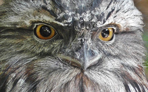 Tawny Frogmouth Widescreen Wallpapers 80498