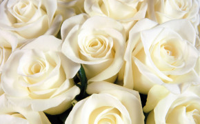 White Rose HD Images 08179