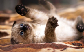 Siamese Cat Background Wallpapers 79511