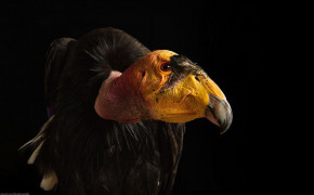 Vulture Widescreen Wallpaper 75875