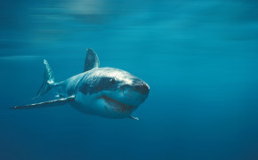 Shark Wallpaper 79315