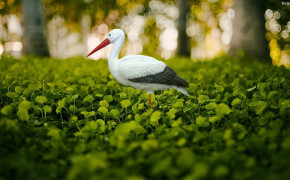 Stork Background Wallpapers 80122