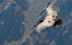 Andean Condor Wallpapers Full HD 73786