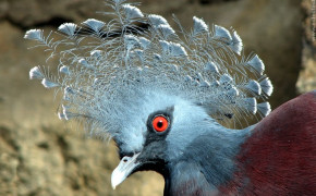 Victoria Crowned Pigeon Background Wallpaper 80942