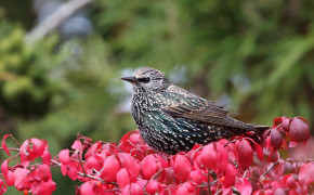 Starling Background Wallpaper 80002