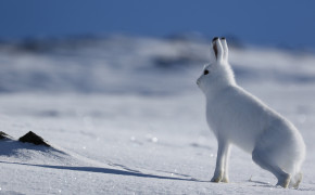Arctic Hare HD Wallpapers 73937