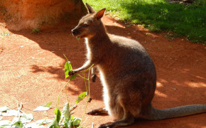 Wallaby Kangaroo Wallpaper 4608x3456 81895