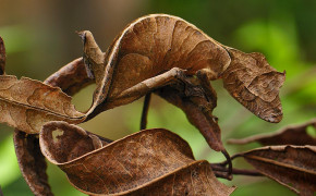 Satanic Leaf Tailed Gecko HD Wallpaper 78951
