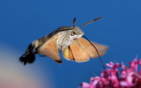 Hawk Moth Desktop Wallpaper 76614