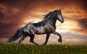Arabian Horse Pics 07566