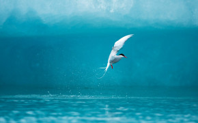 Arctic Tern HD Wallpapers 73956