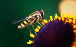 Hoverfly High Definition Wallpaper 76843