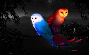 Fantasy Hummingbird HD Desktop Wallpaper 76179