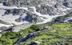 Alpine Ibex HD Wallpaper 73584