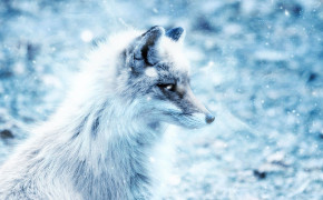 Arctic Fox Background Wallpaper 73909