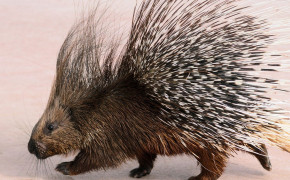 Porcupine HD Wallpapers 75620