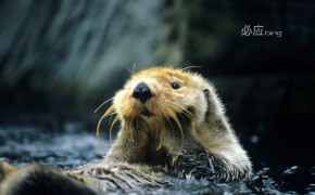 Sea Otter Background HD Wallpapers 79098