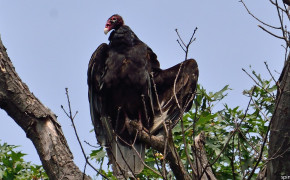 Turkey Vulture Background HD Wallpapers 80887