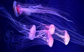 Jellyfish Wallpaper HD 77177