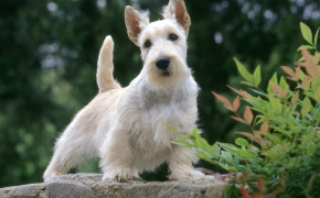 Scottish Terrier Widescreen Wallpapers 79033