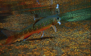 Trout HD Background Wallpaper 75797