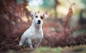 Jack Russell Terrier Widescreen Wallpaper 77105