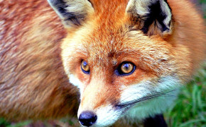 Red Fox Forest Background Wallpaper 08071