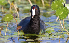 American Coot HD Background Wallpaper 73634