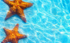 Starfish HD Wallpaper 79994