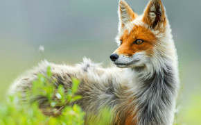 Red Fox Images 08063