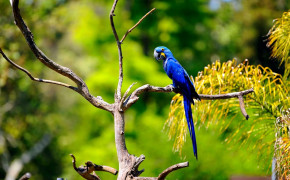 Macaw Wallpapers Full HD 74675