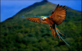 Macaw Widescreen Wallpapers 74677