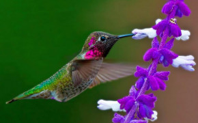 Purple Hummingbird Widescreen Wallpapers 77931