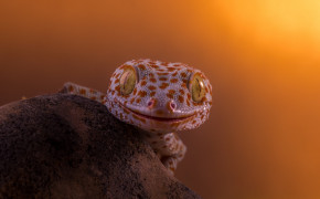 Tokay Gecko Desktop HD Wallpaper 80693