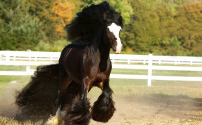 Gypsy Horse HD Wallpapers 76480