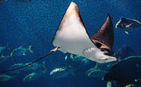 Sea Life HD Desktop Wallpaper 79071