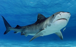 Tiger Shark Background HD Wallpapers 80608