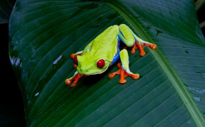 Red Eyed Tree Frog Widescreen Wallpapers 78190