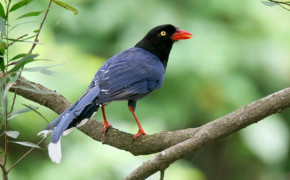 Taiwan Blue Magpie Widescreen Wallpapers 80367