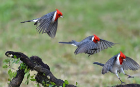 Red Crested Cardinal High Definition Wallpaper 78337