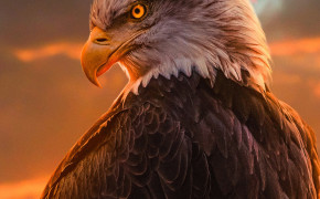 Bald Eagle Desktop Widescreen Wallpaper 74178