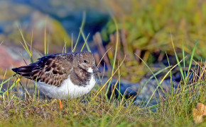 Sandpiper Background HD Wallpapers 78921