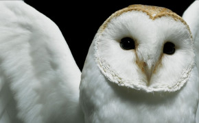 Barn Owl Desktop HD Wallpaper 74212